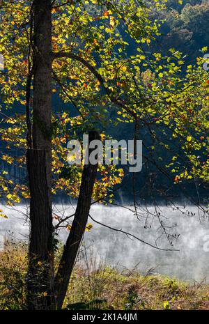 Der Nebel steigt aus warmem Wasser in kühle Luft auf, während Herbstfarben im Laub, Cumberland Falls State Park, Whiley County, Kentucky, zu erscheinen beginnen Stockfoto