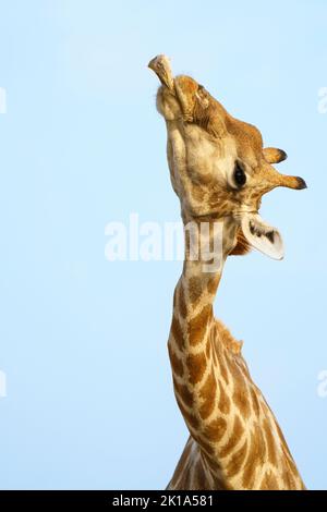 Giraffe (Giraffa camelopardalis) hat Tierknochen im Mund. Etosha Nationalpark, Namibia Stockfoto