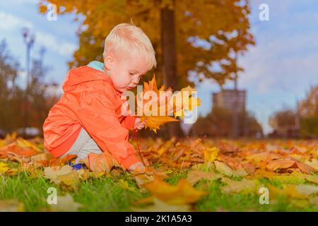 Ein kleiner Junge in einer orangefarbenen Jacke sammelt Herbstblätter. Stockfoto