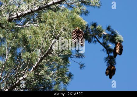 Braune, reife symmetrische, hängende Megastrobilus-Eiszapfen von Pinus Lambertiana, Pinaceae, einheimischer Baum in den San Jacinto-Bergen, Sommer. Stockfoto