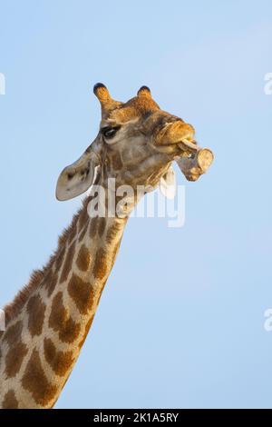 Giraffe (Giraffa camelopardalis) hat Tierknochen im Mund. Etosha Nationalpark, Namibia Stockfoto