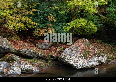 Die Herbstfarbe kommt langsam zu den Aples im Rhododendron entlang des Little River im Great Smoky Mountains National Park, Tennessee Stockfoto