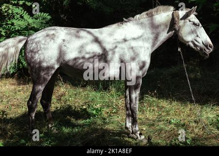Ein weißes Pferd grast in einem Wald auf einer Lichtung Stockfoto