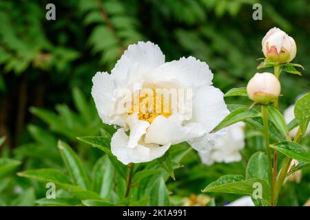 Weiße Pfingstrose im Garten. Platz für Text kopieren. Selektiver Fokus flacher Freiheitsgrad Stockfoto