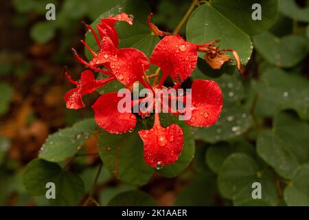 Regen auf roter Orchideenbaumblume Stockfoto