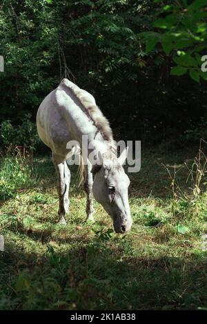 Ein weißes Pferd grast in einem Wald auf einer Lichtung Stockfoto