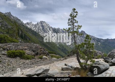 Eine kleine Kiefer steht auf einem felsigen Berg mit bewölktem Himmel im Hintergrund. Der Berg auf der linken Seite ist mit grünem Gras und Alpinen bedeckt Stockfoto