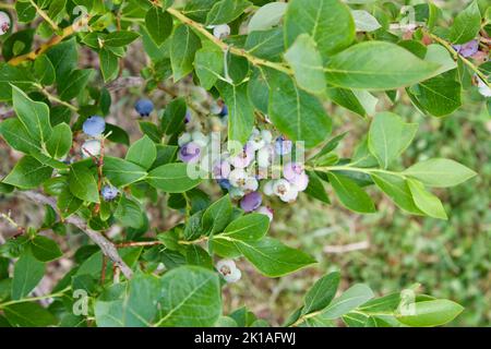 Heidelbeeren auf der Rebe Stockfoto