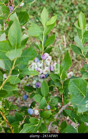 Heidelbeeren auf der Rebe Stockfoto