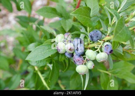 Heidelbeeren auf der Rebe Stockfoto