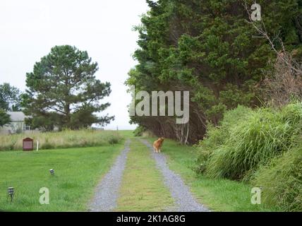 Hund auf einer Landstraße Stockfoto