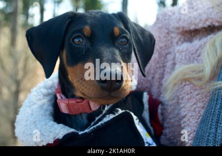 Dobermann Welpe wird getragen Stockfoto