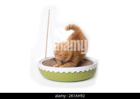 Die kleine schottische Faltenkatze genießt es, ihre Krallen auf dem Katzenspielzeugbett auf weißem Hintergrund zu schärfen. Stockfoto