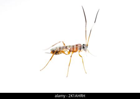 Ichneumonid Wasp (Cryptinae) - Weibchen isoliert auf weißem Hintergrund. Stockfoto