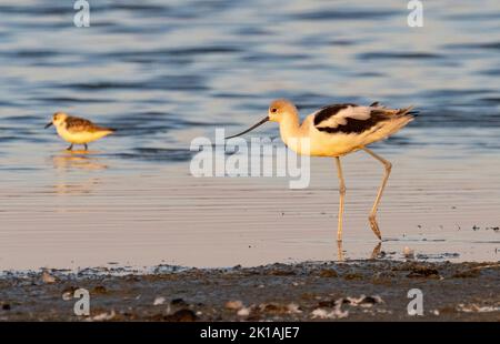 Amerikanische Avocet (Recurvirostra americana), die an der Küstenlinie Nahrungssuche anführt Stockfoto