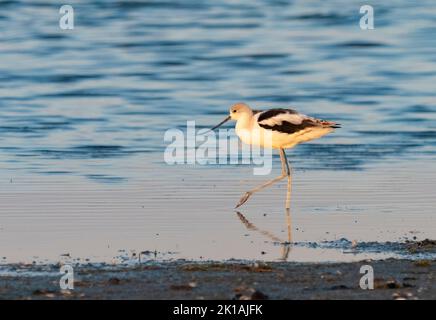 Amerikanische Avocet (Recurvirostra americana), die an der Küstenlinie Nahrungssuche anführt Stockfoto