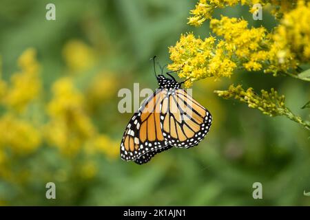 Nahaufnahme eines weiblichen Monarchen-Schmetterlings, der während der Migration Pollen von Goldrutenblüten ernährt.der wissenschaftliche Name dieses Insekts ist Danaus plexippus. Stockfoto