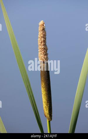 Gewöhnlicher Cattail-Blütenstand mit männlichen und weiblichen Blüten (Typha latifolia) Stockfoto