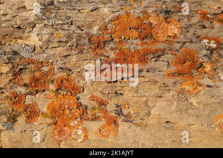 Paläozän-Sandsteinausbissen der Porcupine Hills Formation mit orangen Flechten, die auf dem Sedimentgestein wachsen Stockfoto