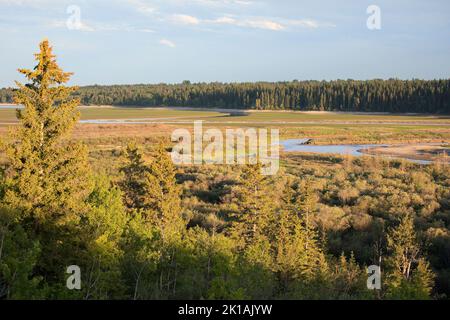 Weaselhead Flats, ein Naturpark in Calgary, Alberta, Kanada. Blick auf das Delta, wo der Elbow River in den Glenmore Reservoir fließt, und den White Fichte Wald Stockfoto