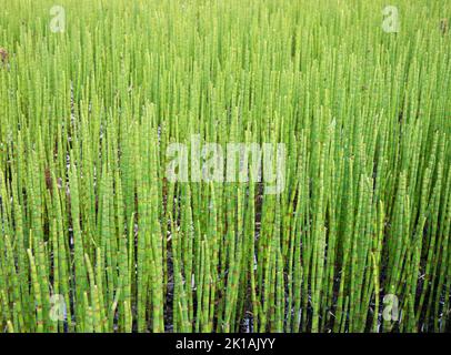 Equisetum Pflanzen wachsen in einem Feuchtgebiet, Weaselhead Flats, Calgary, Kanada Stockfoto