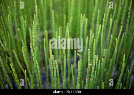 Equisetum Pflanzen wachsen in einem Feuchtgebiet, Weaselhead Flats, Calgary, Kanada Stockfoto