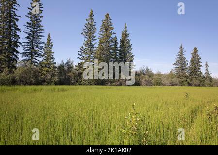 Ökologische Abfolge im Oxbow Lake. Der Boden des Feuchtgebiets ist mit Equisetum-Pflanzen gefüllt und Bäume beginnen sich vom Rand des umliegenden Waldes zu besiedeln Stockfoto