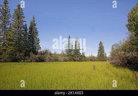 Ökologische Abfolge im Oxbow Lake. Der Boden des Feuchtgebiets ist mit Equisetum-Pflanzen gefüllt und Bäume beginnen sich vom Rand des umliegenden Waldes zu besiedeln Stockfoto