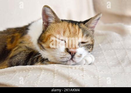 Calico Katze schläft auf dem Sofa zu Hause. Stockfoto