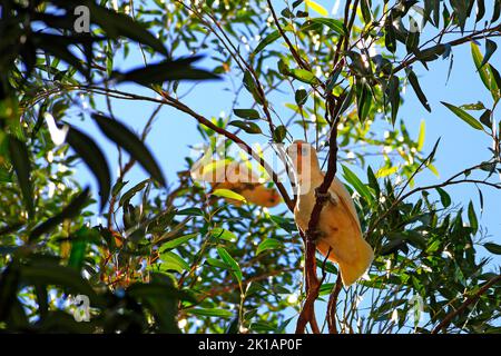 Little Corella Cockatoo in Eucalyptus Gum Tree ( Cacatua sanguinea ), Westaustralien Stockfoto