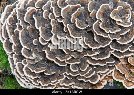 Trametes versicolor wächst im Wald. Der Pilz ist auch als Putenschwanz , Coriolus versicolor oder Polyporus versicolor bekannt. Stockfoto