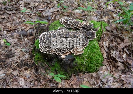 Trametes versicolor wächst im Wald. Der Pilz ist auch als Putenschwanz , Coriolus versicolor oder Polyporus versicolor bekannt. Stockfoto