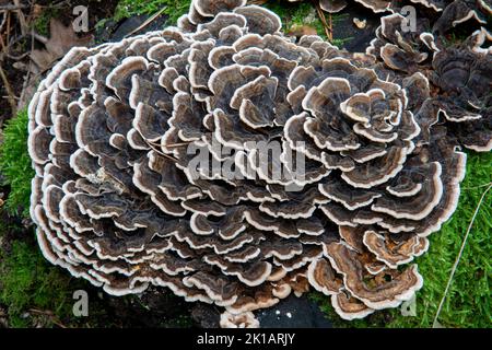 Trametes versicolor wächst im Wald. Der Pilz ist auch als Putenschwanz , Coriolus versicolor oder Polyporus versicolor bekannt. Stockfoto