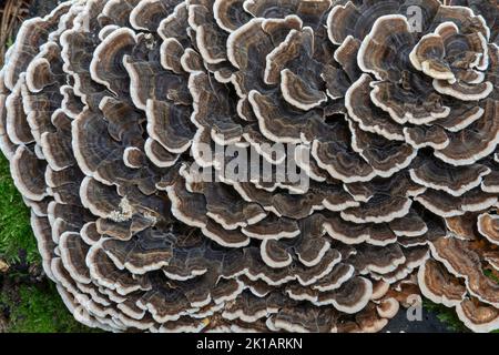 Trametes versicolor wächst im Wald. Der Pilz ist auch als Putenschwanz , Coriolus versicolor oder Polyporus versicolor bekannt. Stockfoto