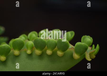 Vegetative Reproduktion von Wunderblättern. Nahaufnahme. Makro Stockfoto