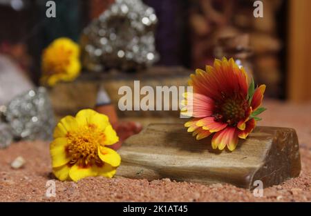 Gelbe Blumen mit versteinertem Holz und Kristallen auf dem australischen roten Sand Stockfoto