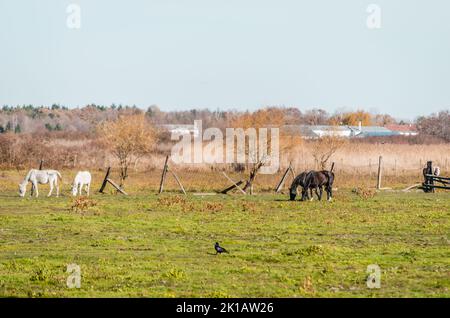 Pferde in einem eingezäunten Gebiet auf Herbstweiden. Stockfoto