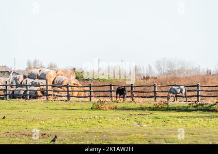 Pferde in einem eingezäunten Gebiet auf Herbstweiden. Stockfoto