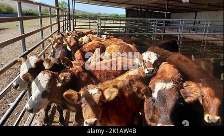 Kühe Bauernhof Stall des griechischen Dorfes in griechenland Stockfoto