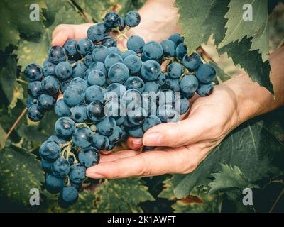 Weibliche Hände halten große Cluster von schwarzen Weintrauben, frisch im Weinberg während der Ernte ausgewählt Stockfoto