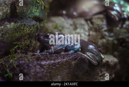 Bild von Litoria caerulea, blauer australischer Baumfrosch. Stockfoto
