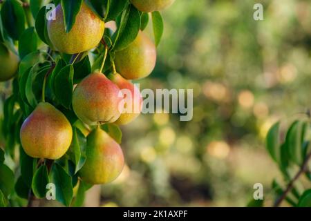 Birnen-Haufen auf Zweig im Garten mit verschwommenem Obstgarten auf dem Hintergrund Stockfoto