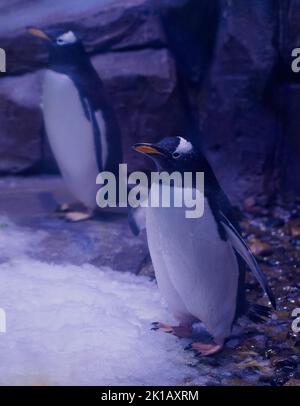 Bild von Gentoo Pinguin . Stockfoto