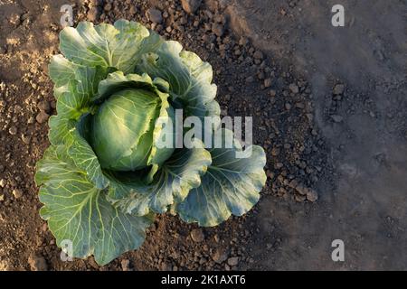 Grünkohl wächst im Garten bereit zur Ernte Stockfoto