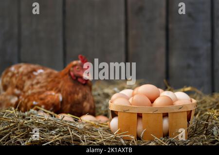 Korb mit Eiern mit legenden Hennen in trockenem Stroh auf dem Hintergrund Stockfoto