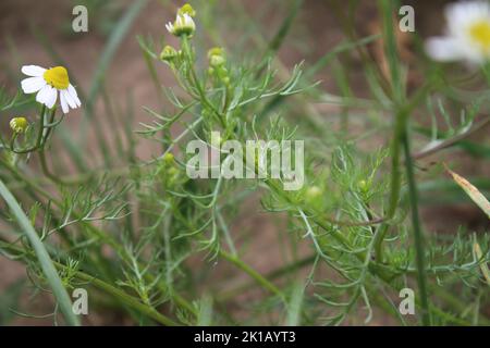Kamille ist eine Heilpflanze. Tageslichtfotografie. Zutat für die Aromatherapie. Duftenden Kräutern. Natürliche Umgebung. Viel Grün im Hintergrund. Stockfoto