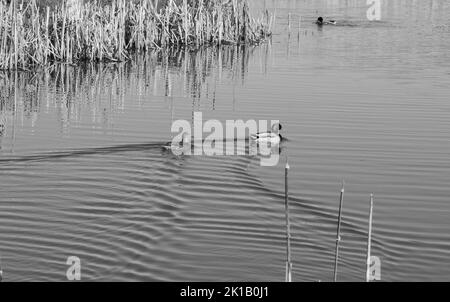 Mallard Enten schwimmen im Fluss Stockfoto