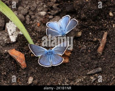 Polyommatus amandus Schmetterlinge Stockfoto