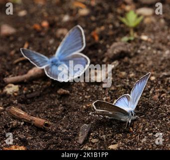 Polyommatus amandus Schmetterlinge Stockfoto