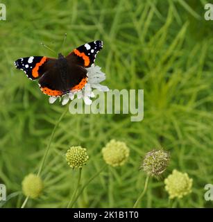 Vanessa atalanta Stockfoto